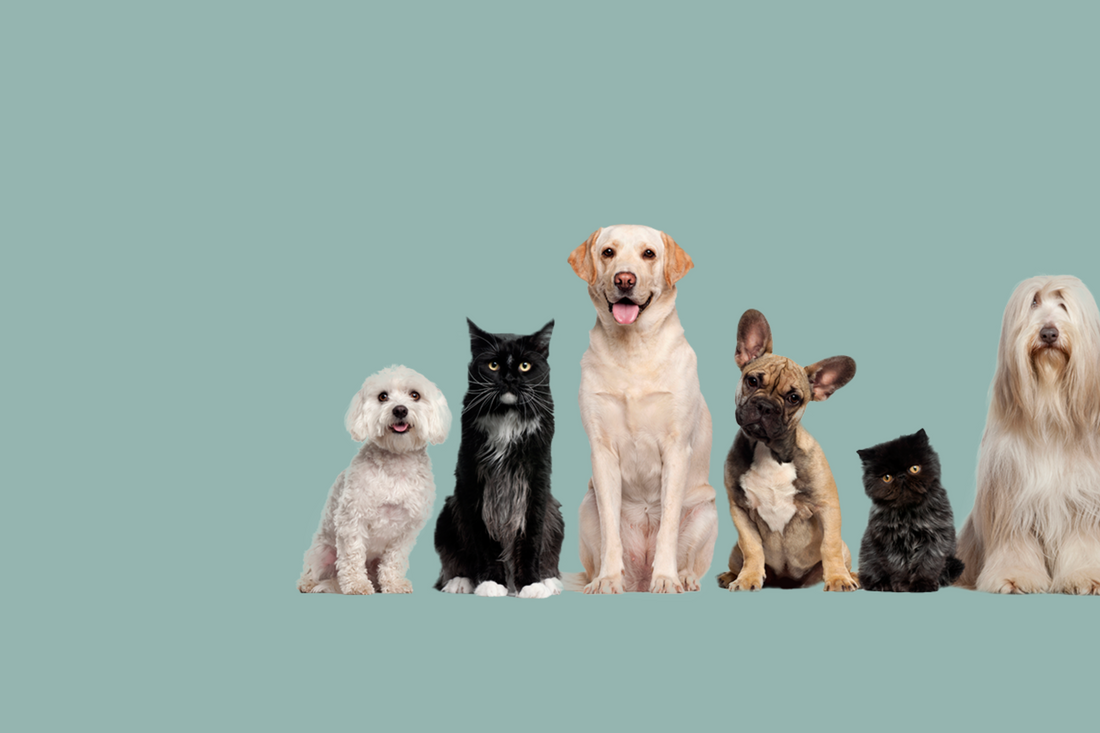 Lachsöl Hund Nebenwirkungen – Was Sie wirklich wissen müssen