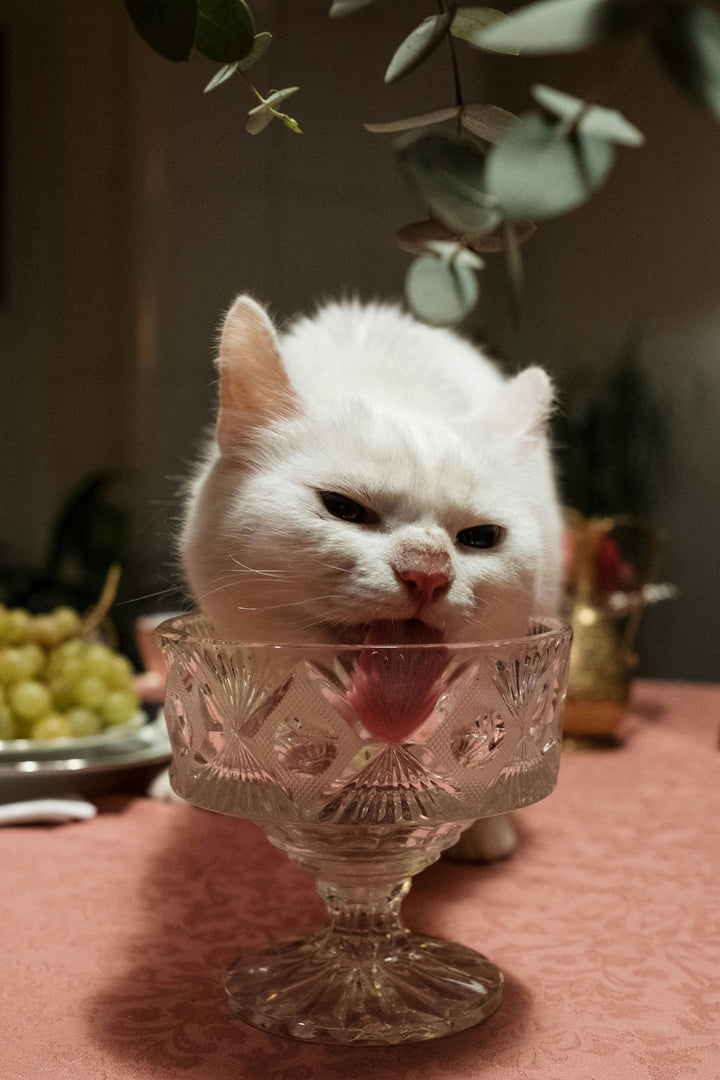 Warum Lachsöl für Katzen so nützlich ist