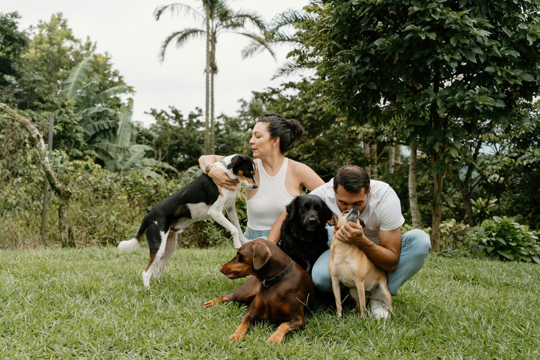 Lachsöl Hund Wirkung – Die Kraft des Lachsöls für Ihren Hund: Wissenschaft, Erfahrungen & Anwendung