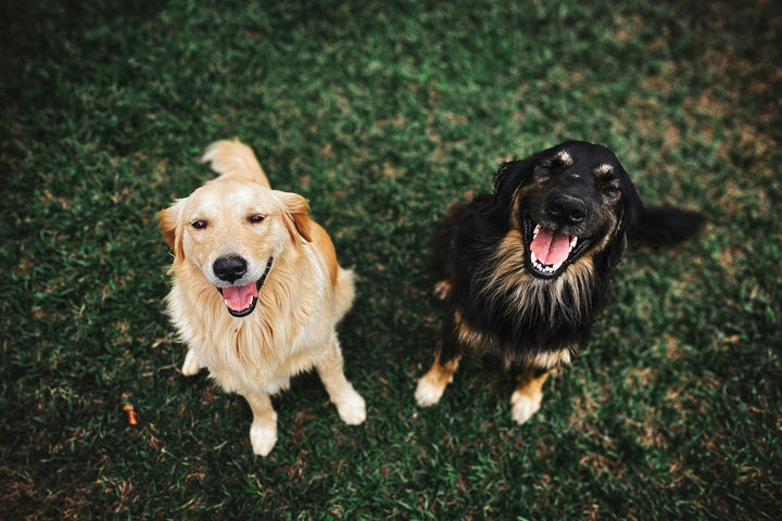 Fitter, schöner, glücklicher – Darum ist Lachsöl für Hunde so wertvoll