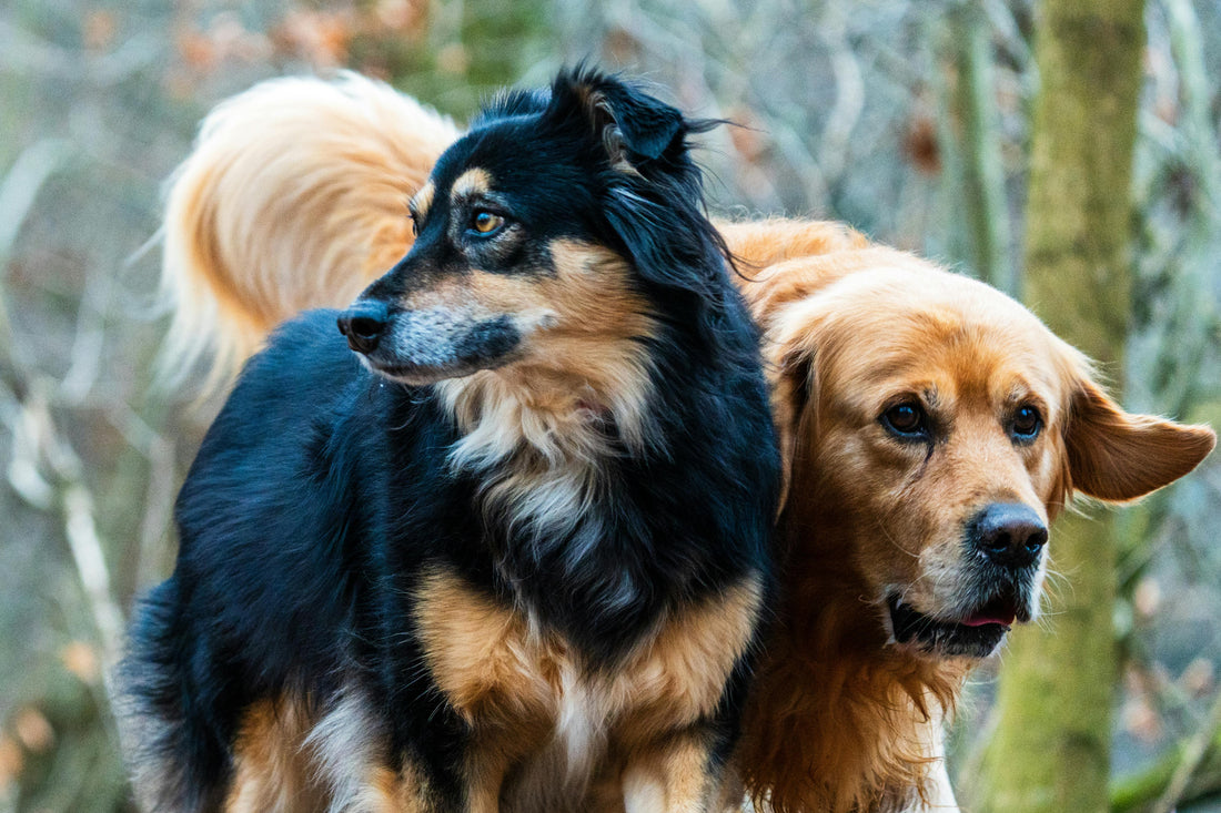 Wie schnell wirkt Lachsöl beim Hund?