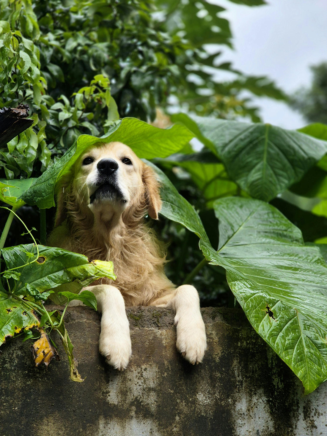 Lachsöl Omega 3 Gehalt – Warum Lachsöl eine wertvolle Quelle für Omega-3-Fettsäuren ist