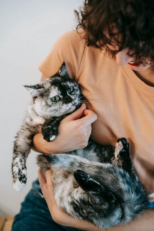 Lachsöl Katze: Natürliche Unterstützung für die Gesundheit Ihrer Samtpfote