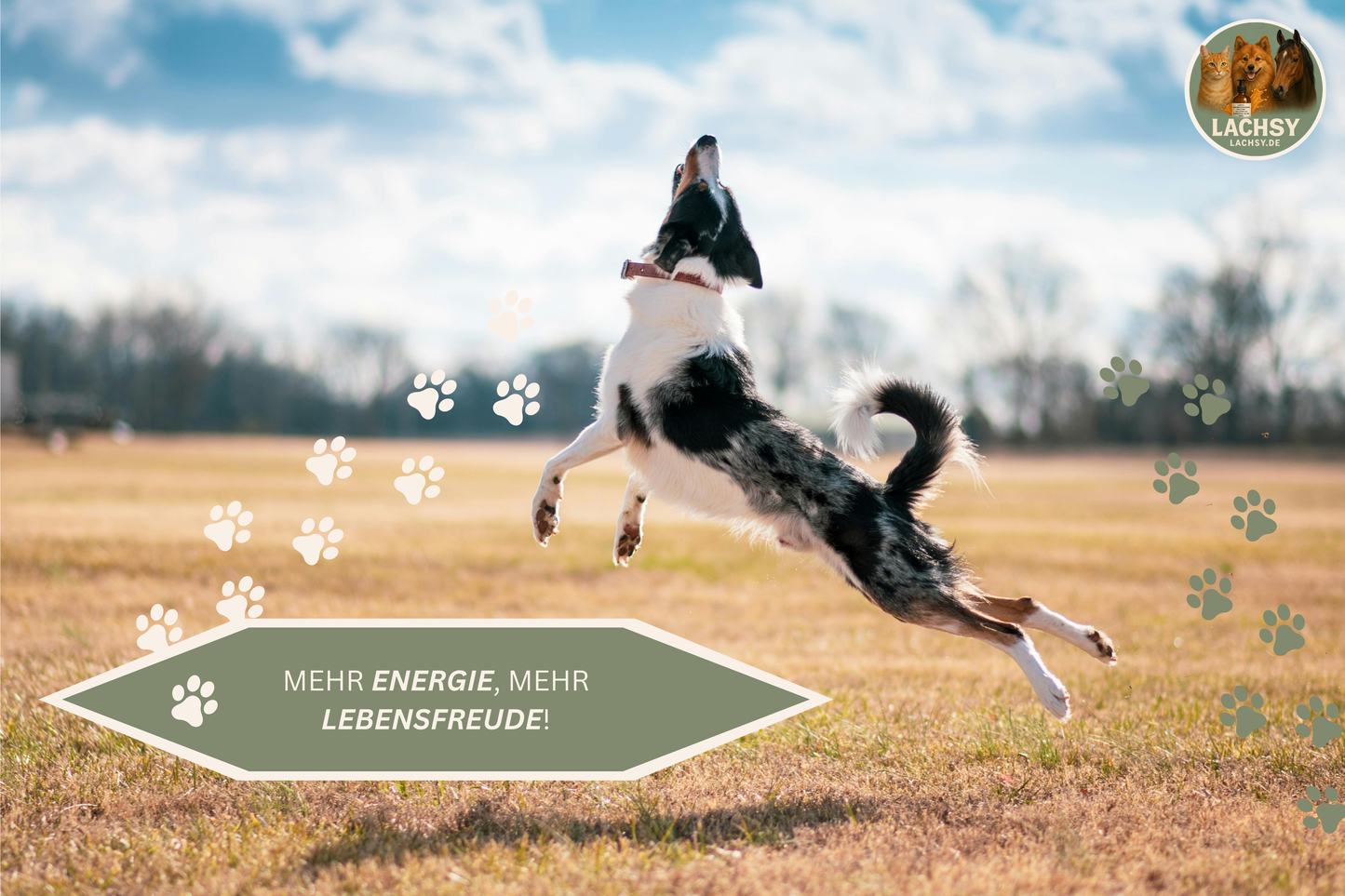 Lachsöl für Hunde, Katzen & Pferde – Natürliche Omega-3-Power für glänzendes Fell, gesunde Haut und Vitalität