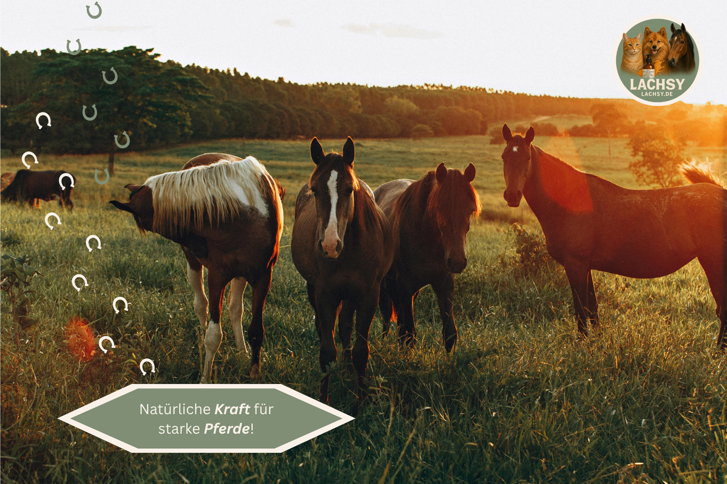 Lachsöl für Hunde, Katzen & Pferde – Natürliche Omega-3-Power für glänzendes Fell, gesunde Haut und Vitalität