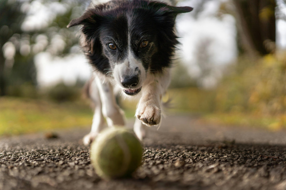 Lachsöl Hund: Warum Lachsöl das Beste für Ihren Vierbeiner ist