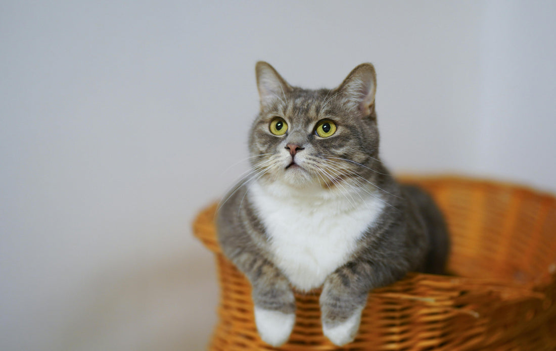 Lachsöl für Katzen mit Nierenproblemen – Chancen, Risiken & Empfehlungen