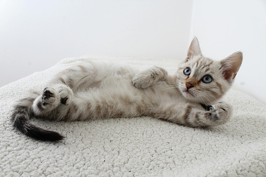 Lachsöl oder Leinöl für Katzen – Welches Öl ist die beste Wahl für Ihre Samtpfote?