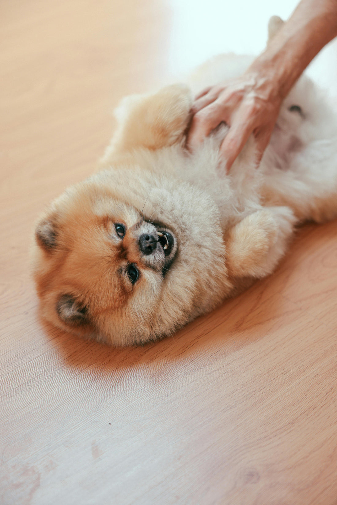 Lachsöl Schwangerschaft – Die Bedeutung von Omega-3-Fettsäuren in der Trächtigkeit bei Hunden, Katzen und Pferden