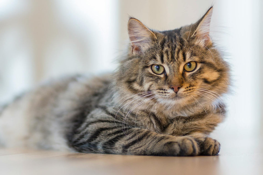 Lachsöl bei Verstopfung bei Katzen: Natürliche Hilfe für die Verdauung Ihrer Samtpfote