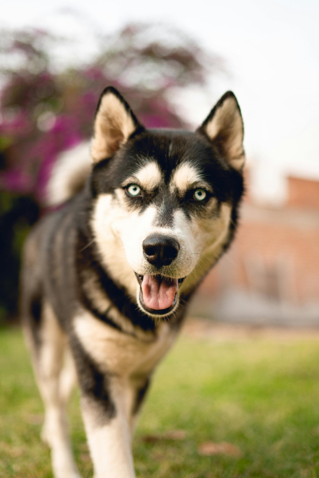 Lachsöl gegen Zecken: Mythen, Fakten und wie Omega-3 wirklich helfen kann
