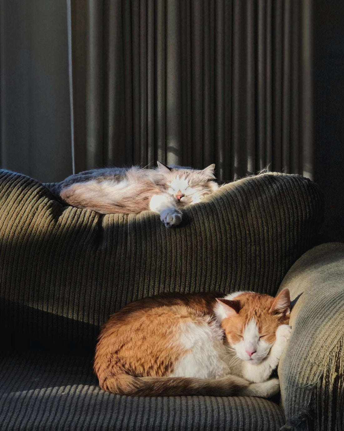 Wieviel Lachsöl sollte eine Katze täglich bekommen? – Der umfassende Ratgeber zu Dosierung, Wirkung und Anwendung von Lachsöl bei Katzen