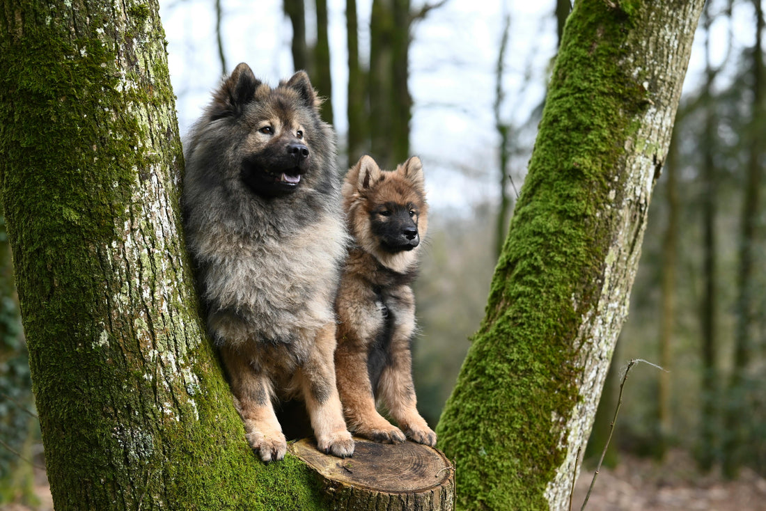 Lachsöl Hund Fell: Das Geheimnis für gesundes, glänzendes Hundefell