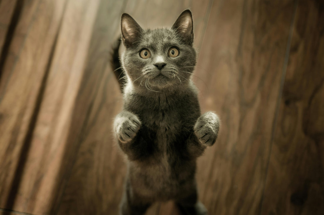 Lachsöl für nierenkranke Katzen: Wirkung, Chancen, Risiken und Anwendung