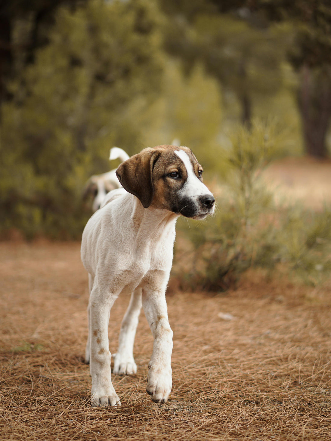 Was bewirkt Lachsöl bei Hunden? – Der umfassende Ratgeber für Hundebesitzer