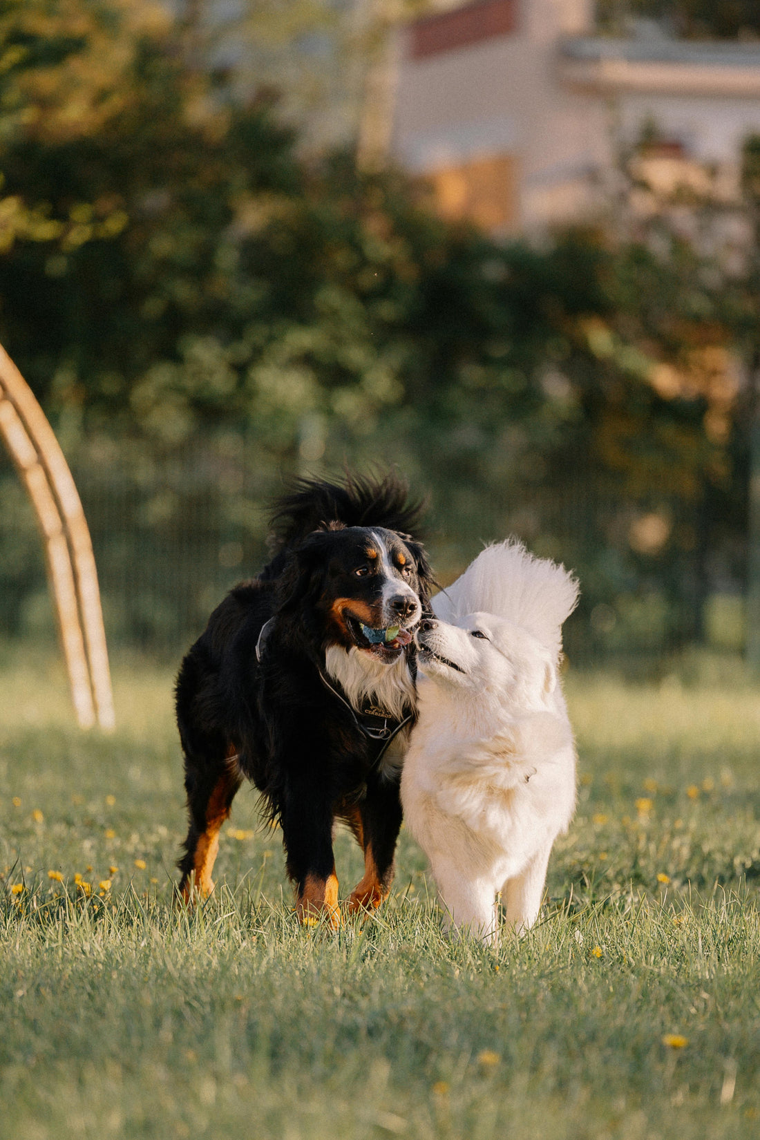 Lachsöl Omega 3 Wirkung – Die Kraft der natürlichen Omega-3-Fettsäuren für Hunde, Katzen und Pferde