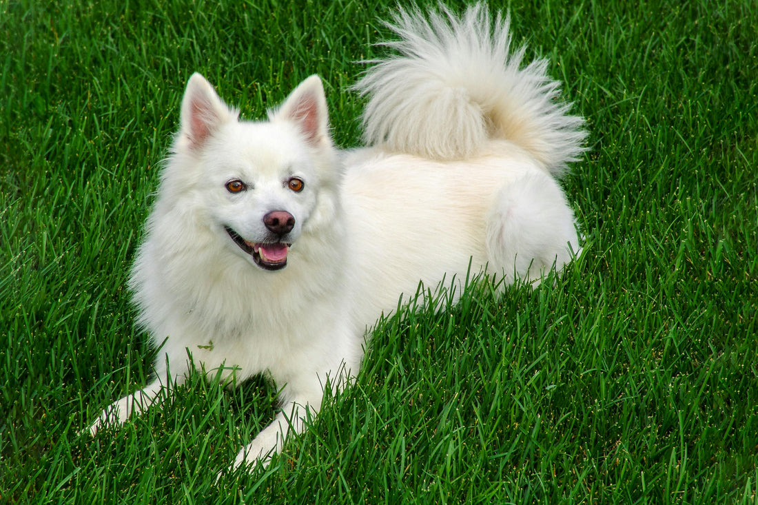 Nebenwirkung Lachsöl Hund – Was Hundehalter wissen sollten