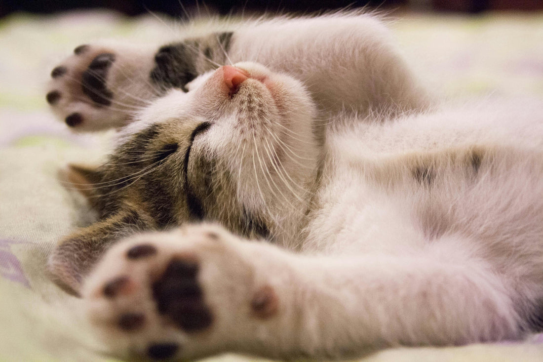 Lachsöl bei Appetitlosigkeit der Katze – Natürliche Unterstützung für mehr Lebensfreude