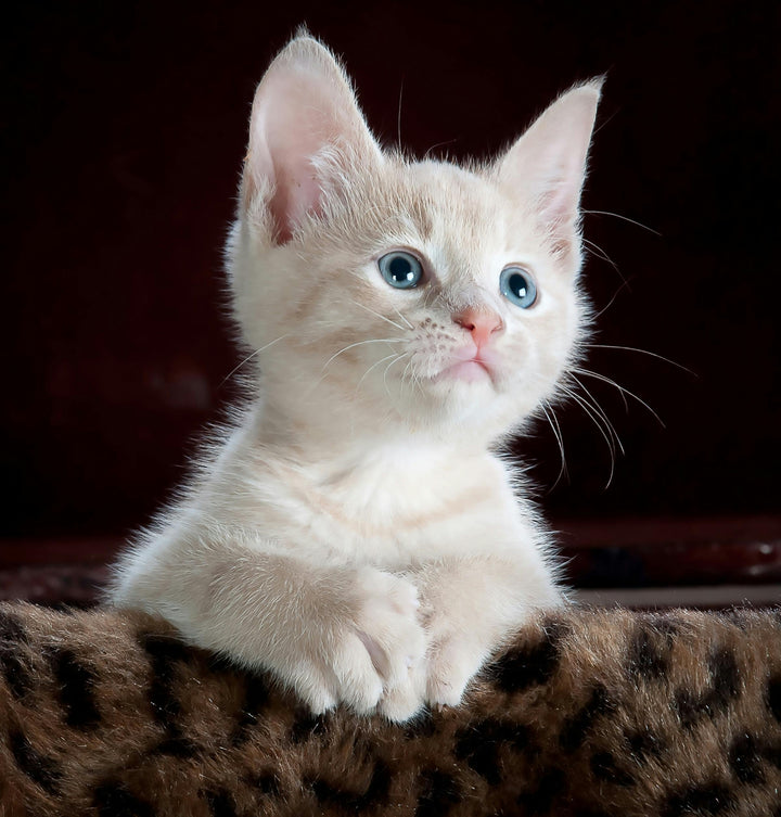 Lachsöl für Katzen mit Niereninsuffizienz: Wirkung, Vorteile, Dosierung & Anwendung