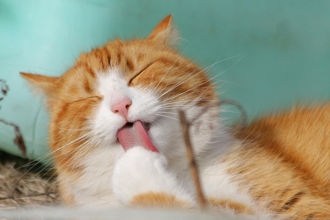 Lachsöl für Katzenfell: Das Geheimnis für glänzendes, gesundes Fell bei Ihrer Katze