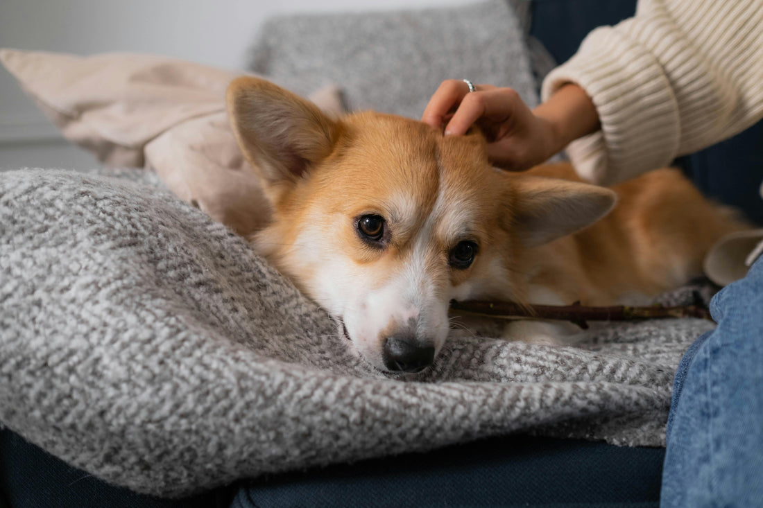Lachsöl Hund Überdosierung – Wie viel ist zu viel? Risiken, Symptome und sichere Anwendung