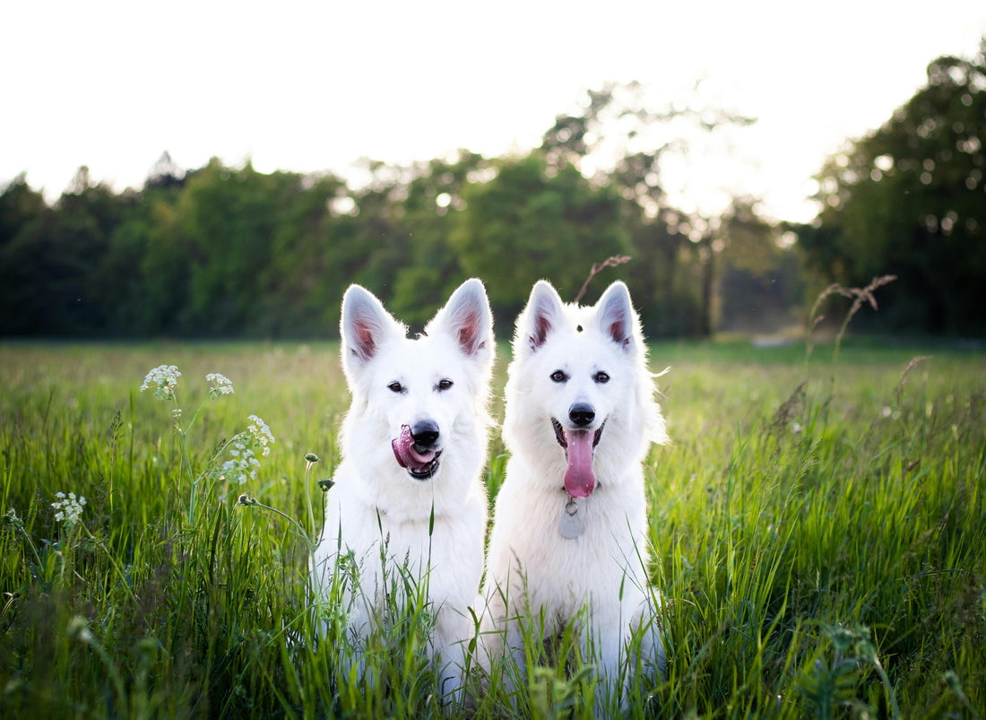 Lachsöl Hund Wie Oft: Die optimale Häufigkeit für gesunde Hunde