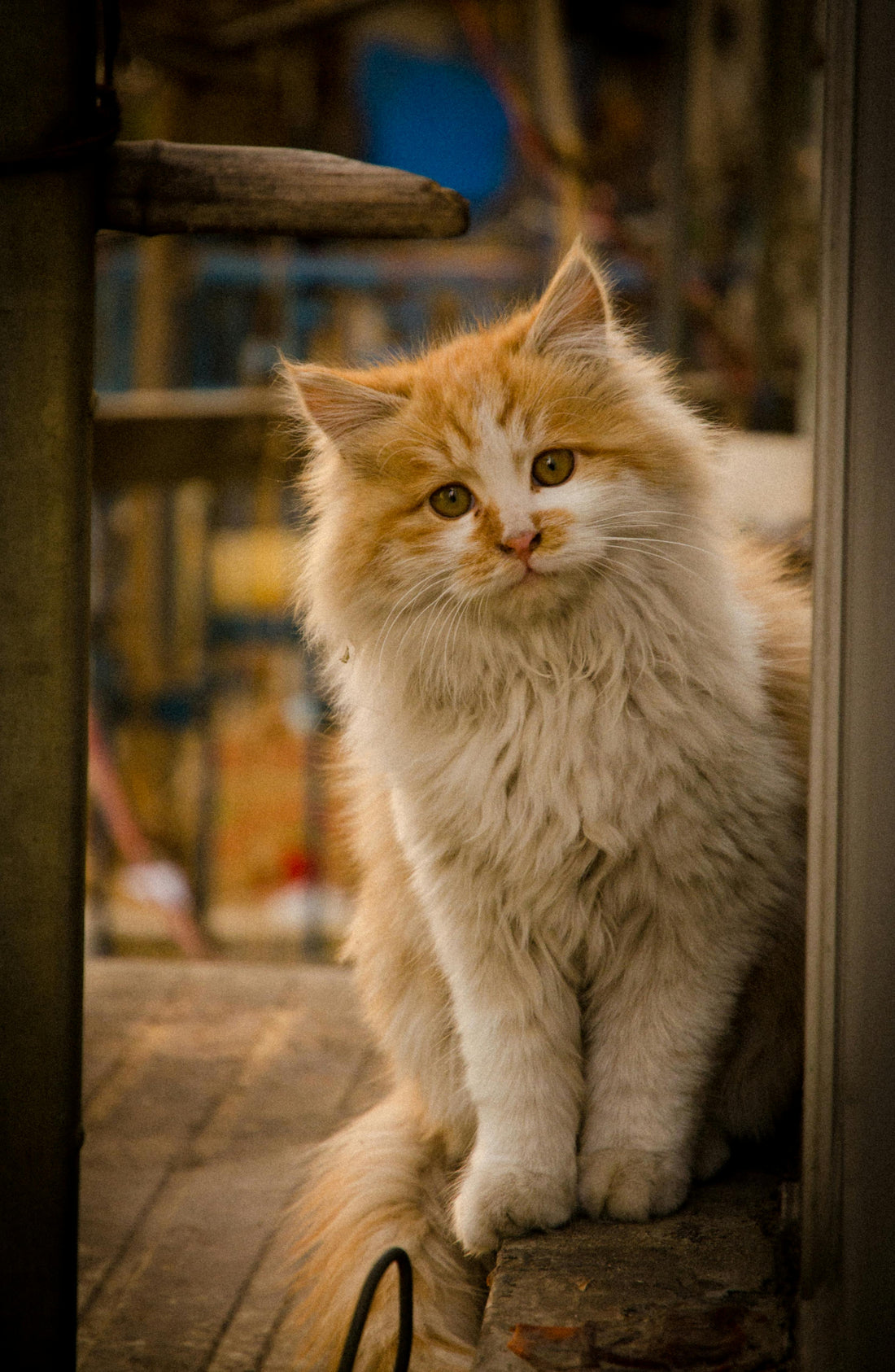 Lachsöl Kalorien – Alles über den Energiegehalt von Lachsöl für Hunde, Katzen & Pferde