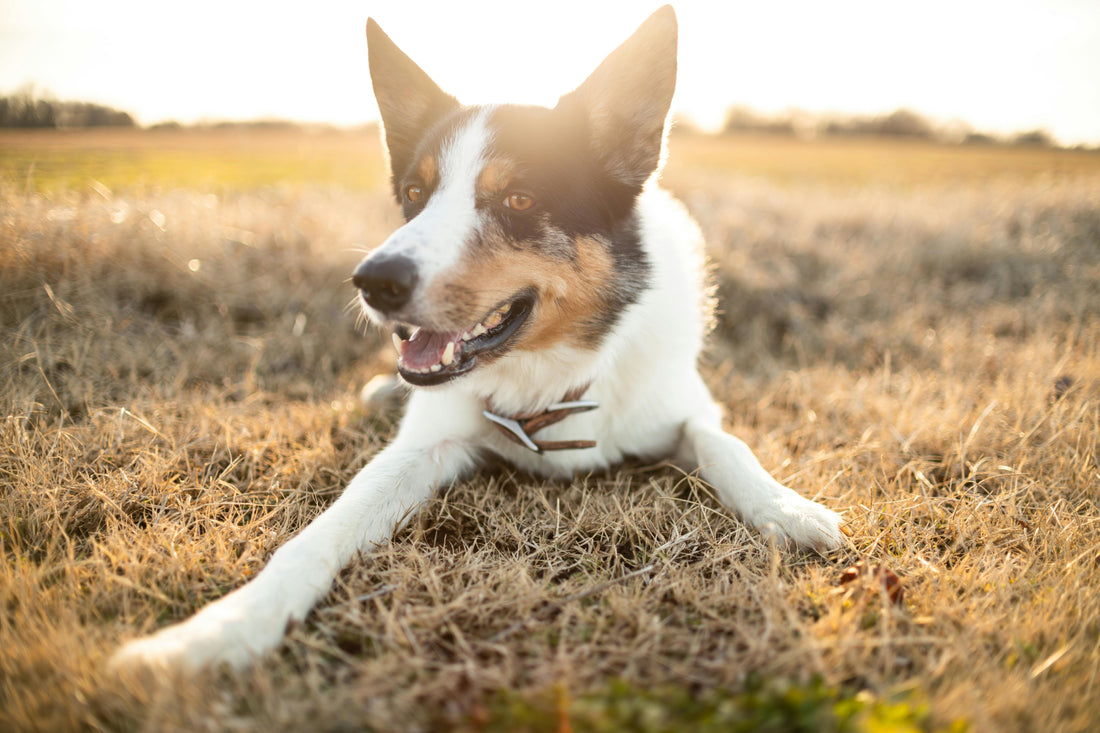 Lachsöl für Hunde: Natürliches Wohlbefinden für Ihren Vierbeiner