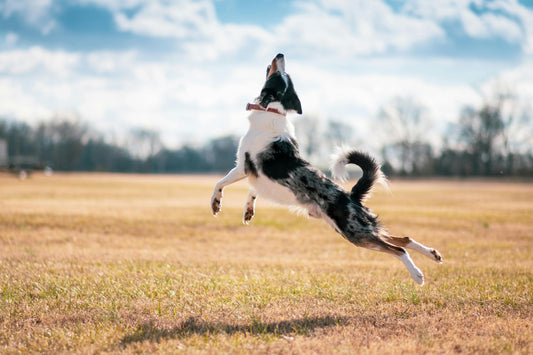 Hundefutter mit Lachsöl: Warum Lachsöl im Hundefutter eine wertvolle Ergänzung für Ihren Hund ist
